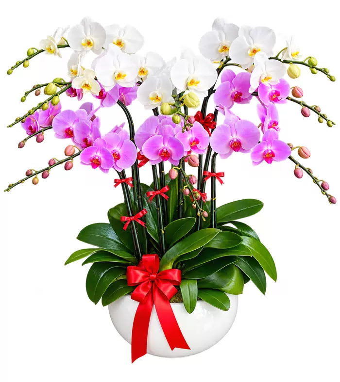 Lan hồ điệp trắng hồng tím