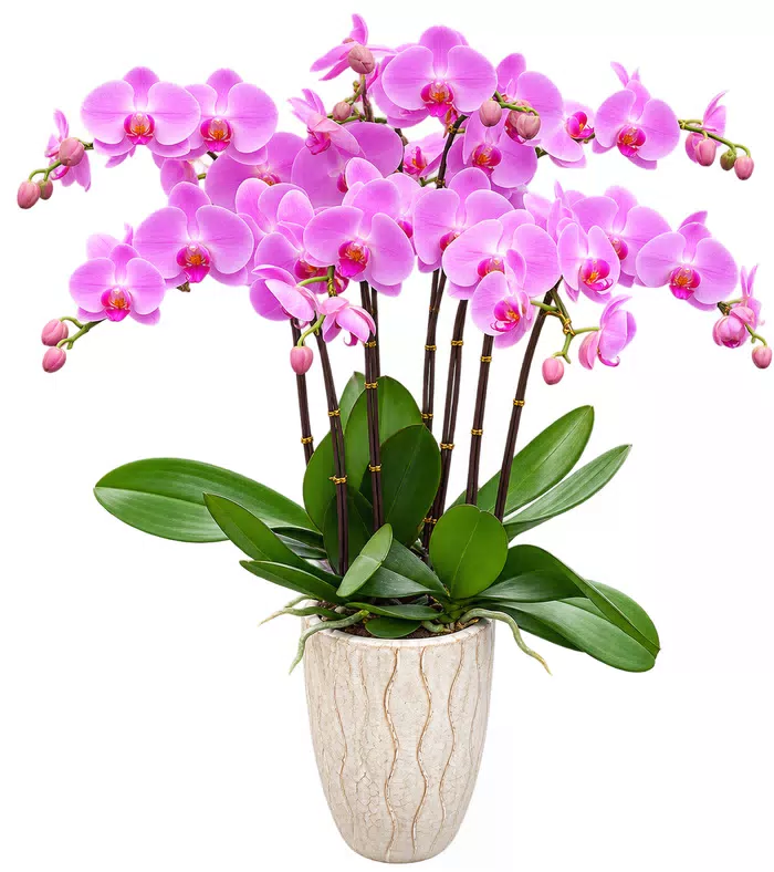 Lan hồ điệp tím hồng