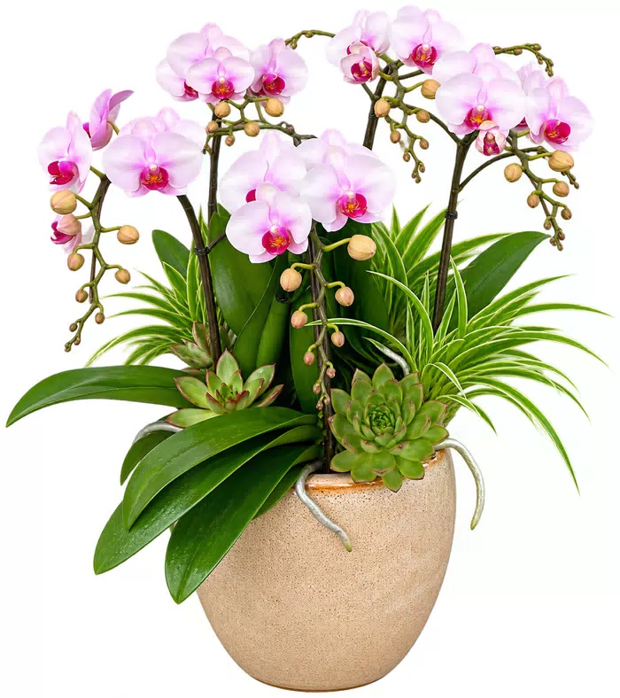 Lan hồ điệp hồng trắng