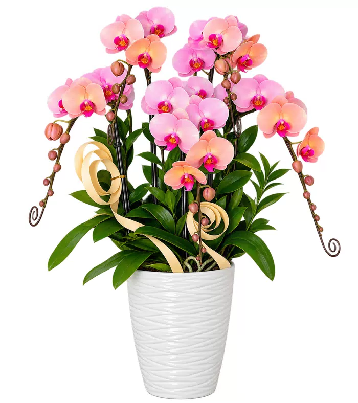 Lan hồ điệp hồng cam
