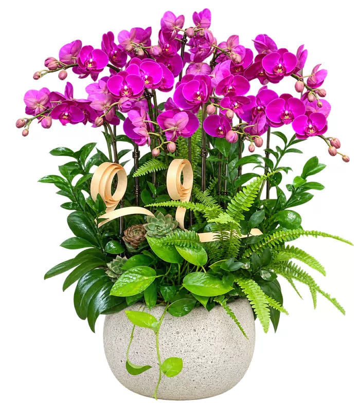 Lan hồ điệp tím hồng