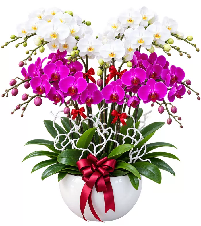 Lan hồ điệp trắng tím