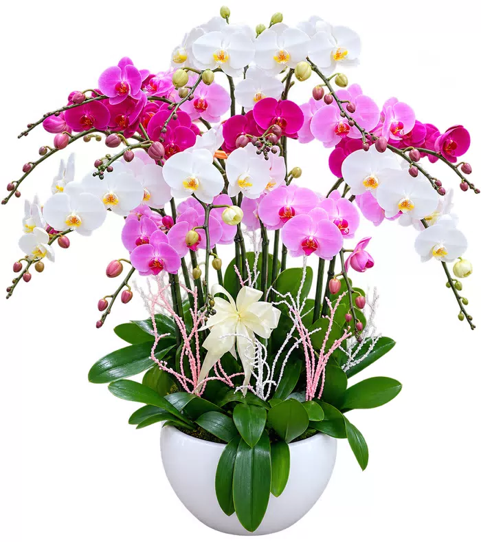Lan hồ điệp trắng hồng tím