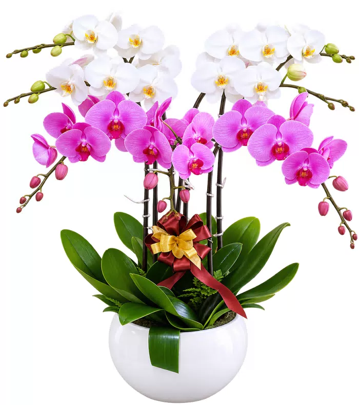 Lan hồ điệp trắng tím