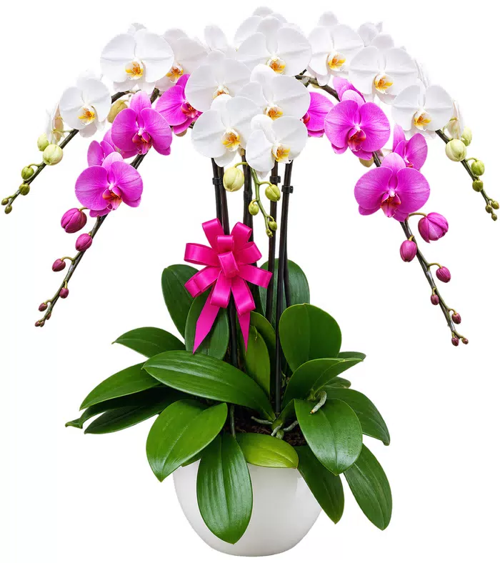 Lan hồ điệp trắng tím