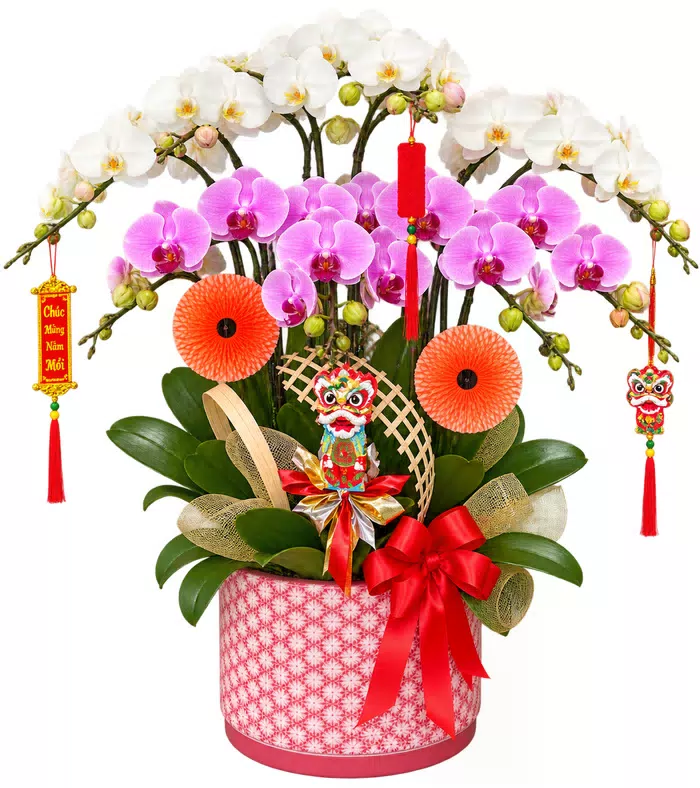 Lan hồ điệp trắng hồng