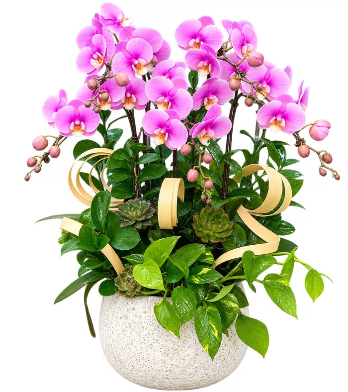 Lan hồ điệp tím hồng