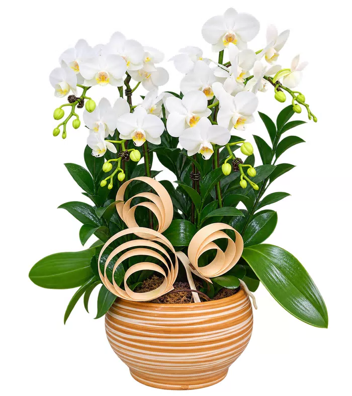 Lan hồ điệp trắng
