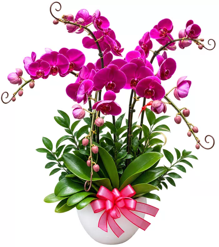 Lan hồ điệp tím đậm
