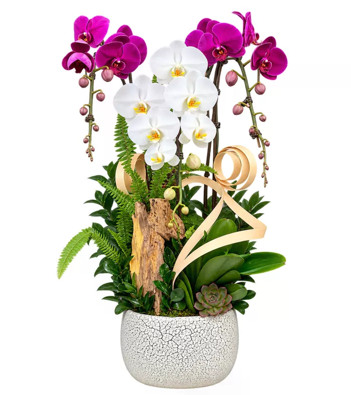 Lan hồ điệp tím trắng