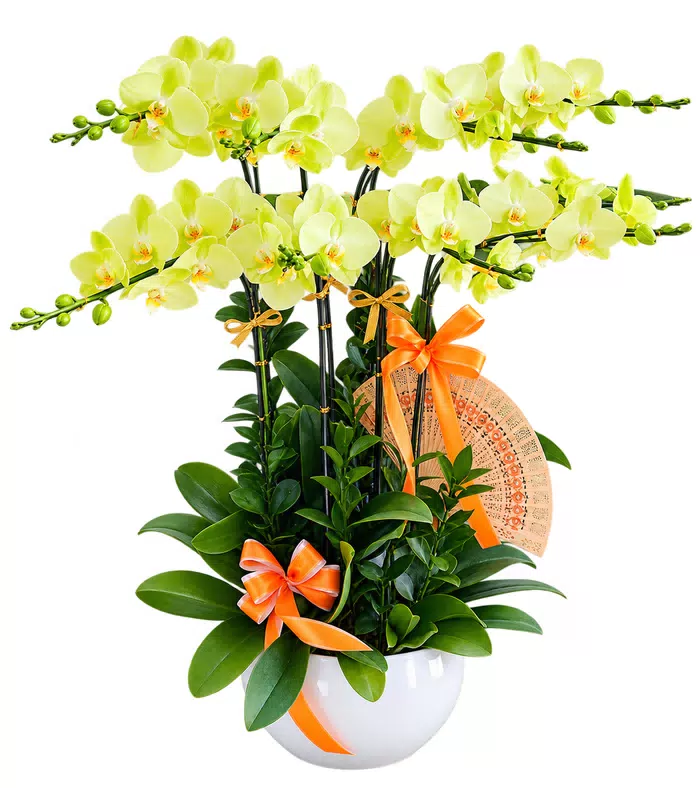 Lan hồ điệp vàng nhạt