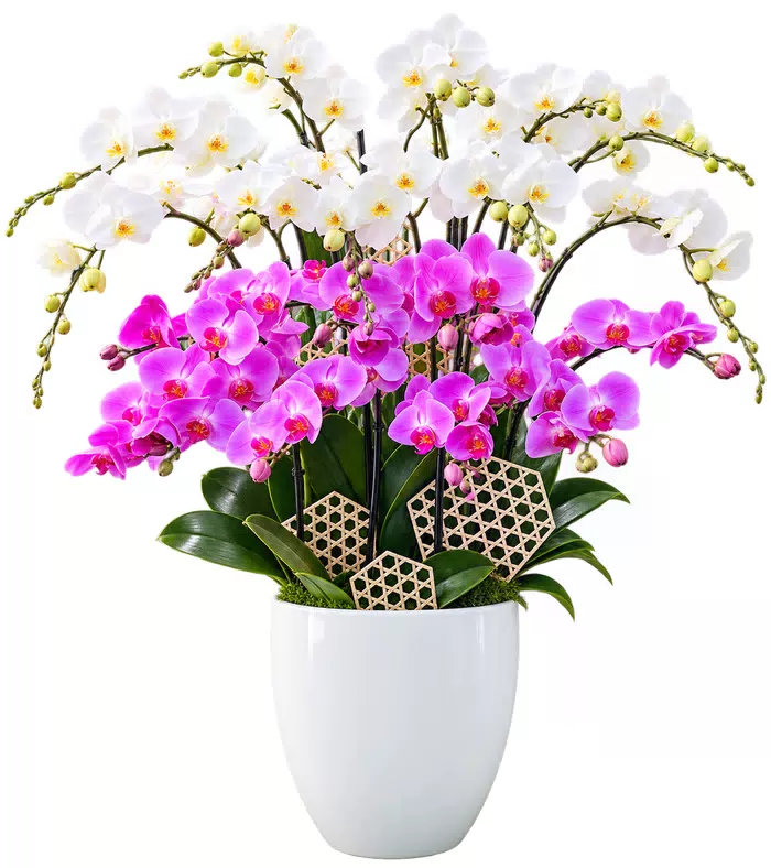 Lan hồ điệp trắng tím