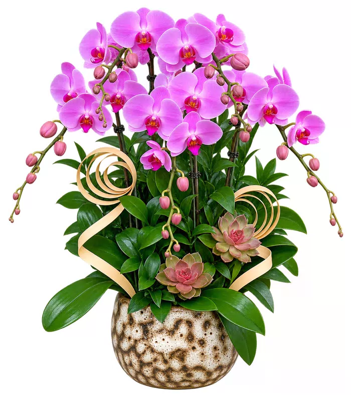 Lan hồ điệp tím hồng