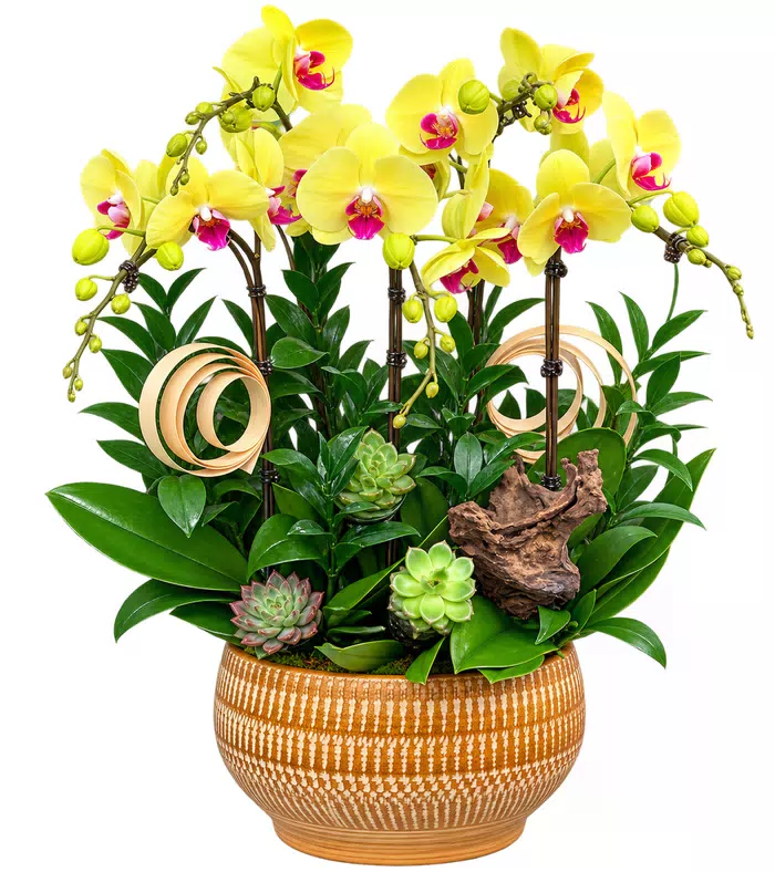 Lan hồ điệp vàng