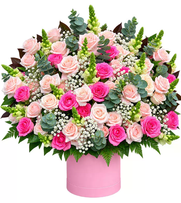 Hộp hồng phấn hồng đậm