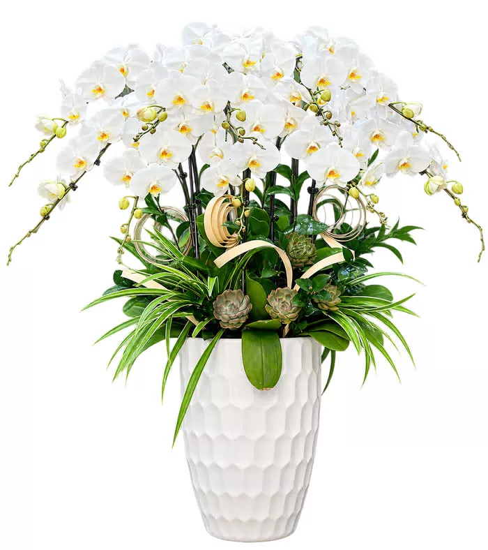 Lan hồ điệp trắng