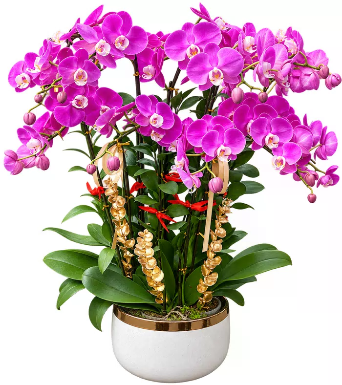 Lan hồ điệp tím hồng