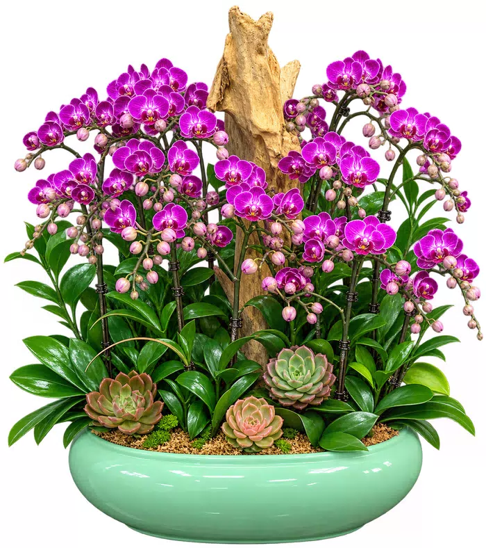 Lan hồ điệp tím viền trắng