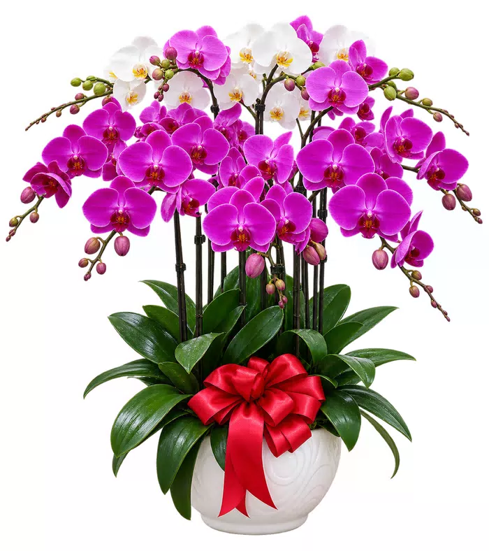 Lan hồ điệp tím trắng