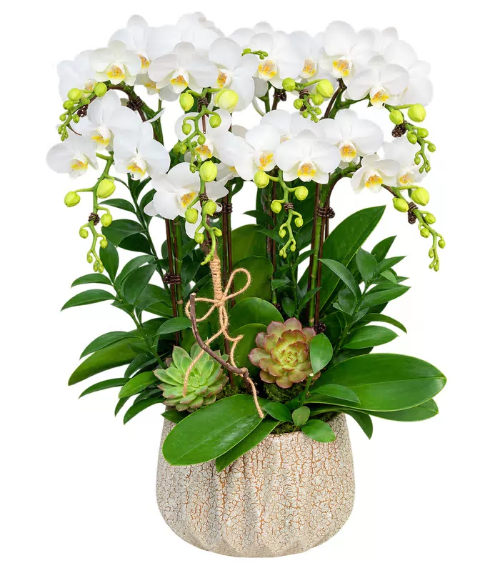 Lan hồ điệp trắng