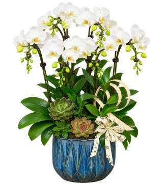 Lan hồ điệp trắng