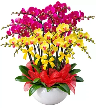 Lan hồ điệp tím vàng