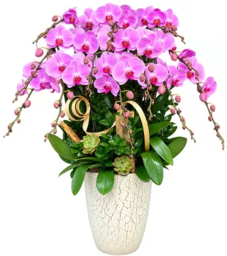 Lan hồ điệp tím hồng