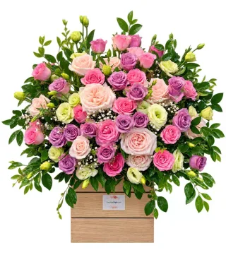 Hộp hồng tím hồng phấn