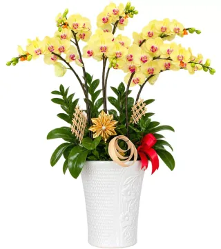 Lan hồ điệp vàng nhạt