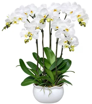 Lan hồ điệp trắng