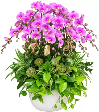 Lan hồ điệp tím hồng