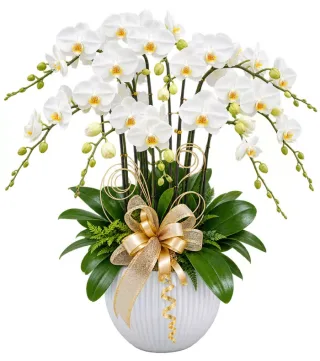 Lan hồ điệp trắng