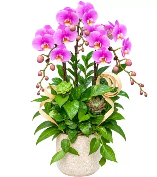 Lan hồ điệp tím hồng