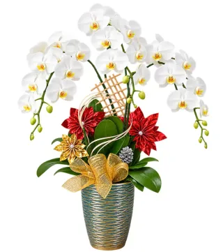 Lan hồ điệp trắng