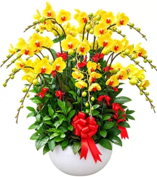Lan hồ điệp vàng
