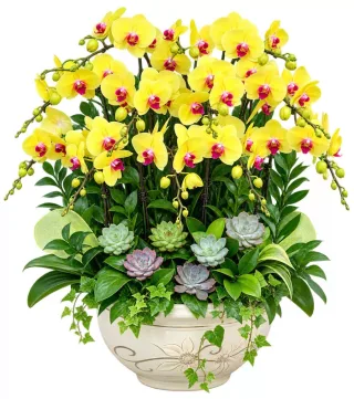 Lan hồ điệp vàng