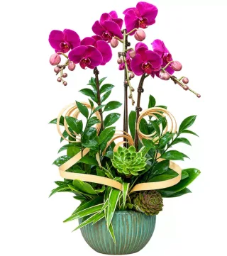 Lan hồ điệp tím đậm