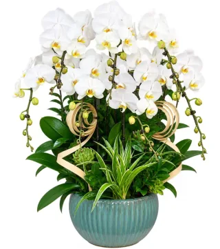 Lan hồ điệp trắng