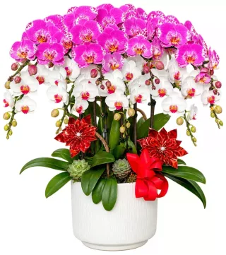 Lan hồ điệp tím trắng