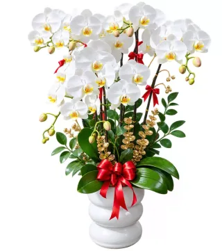Lan hồ điệp trắng