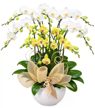 Lan hồ điệp trắng vàng