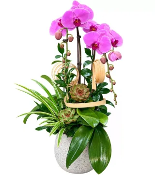 Lan hồ điệp tím hồng
