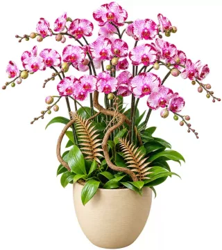 Lan hồ điệp hồng trắng