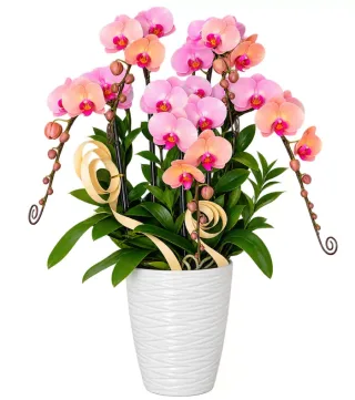 Lan hồ điệp hồng cam