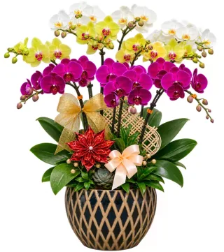Lan hồ điệp trắng vàng tím