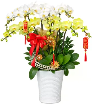 Lan hồ điệp trắng vàng
