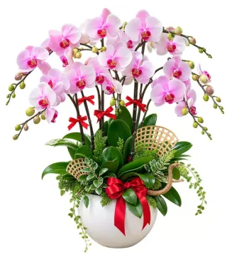 Lan hồ điệp hồng trắng