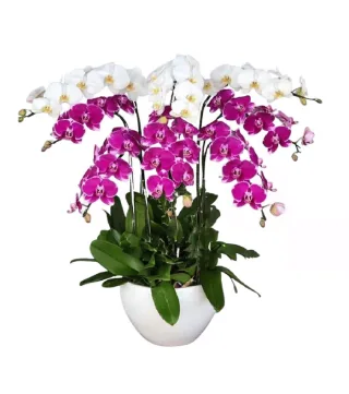 Lan hồ điệp trắng phối tím đỏ