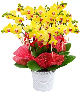Lan hồ điệp vàng