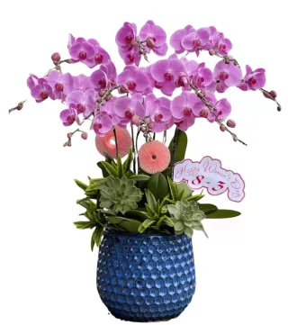 Lan hồ điệp hồng tím
